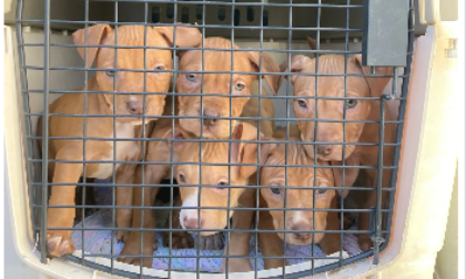 Sei bellissimi cuccioli salvati dall'Enpa: sporchi e non vaccinati, vivevano in una piccola casa