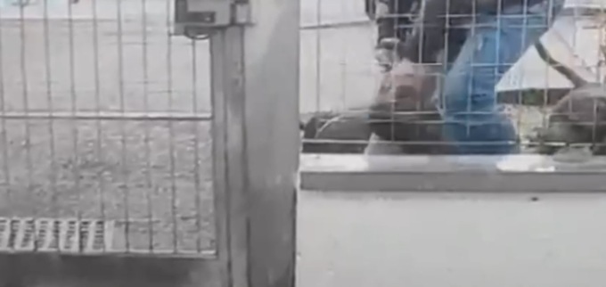 Canile di Segrate: I due pitbull abbandonati davanti all’ingresso sono stati trasferiti a Vignate