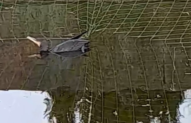 Trezzo, cormorano impigliato in una rete: salvato da vigili e pompieri