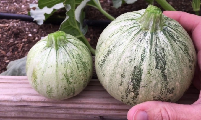 In regalo con le Gazzette lo zucchino tondo di Nizza