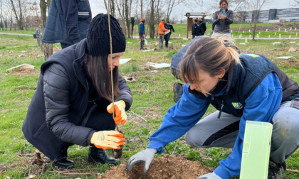 Rapporto Ersaf Lombardia: cresce la superficie boschiva, anche quella "urbana"