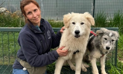 Quattro cuccioloni in cerca di una casa: erano arrivati in canile malconci, ora stanno bene