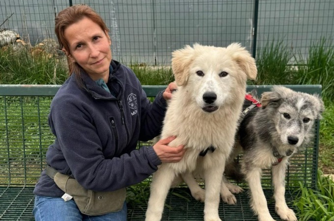 Quattro cuccioloni in cerca di una casa: erano arrivati in canile malconci, ora stanno bene