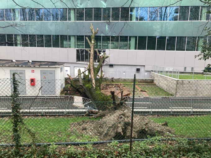 Maltempo con pioggia battente: danni all’azienda per un albero caduto e Rivoltana chiusa per crolli