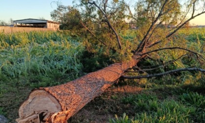 Alberi abbattuti a Cassina de' Pecchi, i Custodi del paesaggio vogliono denunciare l'accaduto