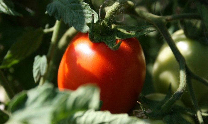 In regalo con le Gazzette il pomodoro nano Rio Grande