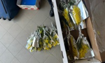 Vende abusivamente le mimose: 3mila euro di multa