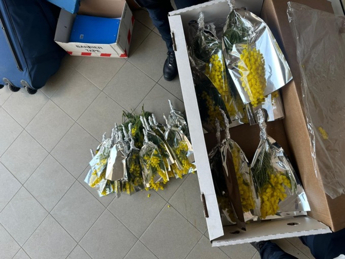 Vende abusivamente le mimose: 3mila euro di multa