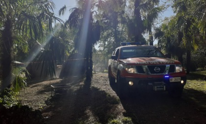 Identificato il dodicenne che ha dato fuoco a una palma del Parco Crivelli di Trezzo sull'Adda