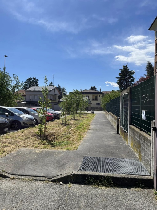 Cambiago, piantumati due filari di carpini in via della Liberazione