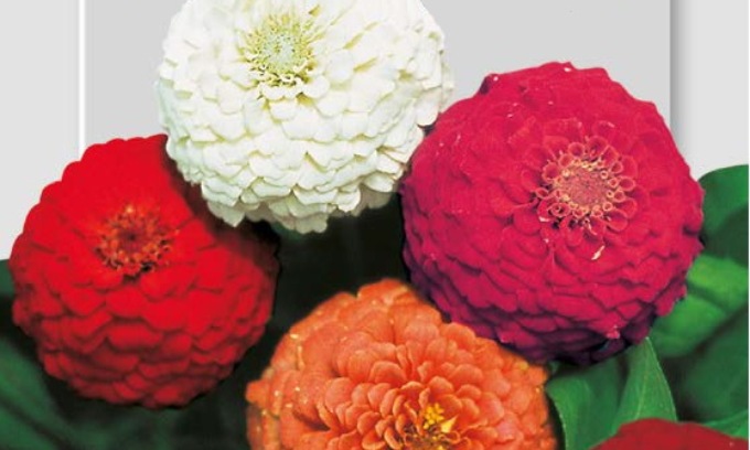 In regalo con le Gazzette coloratissime zinnie nane pompon