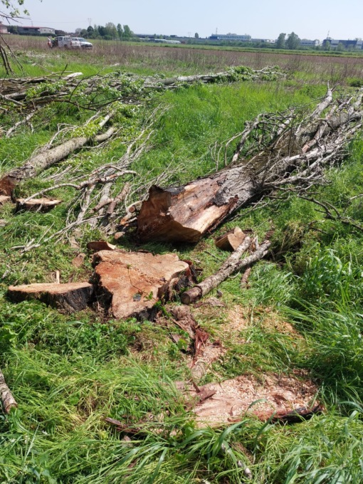 “Alberi tagliati, non sono a Cassina de’ Pecchi”