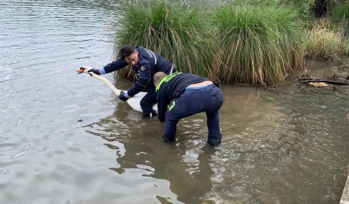 Cigno impigliato in una lenza salvato da Polizia Locale e Protezione civile