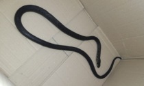 Serpente recuperato dalla Polizia Locale in centro a Brugherio