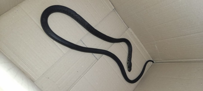 Serpente recuperato dalla Polizia Locale in centro a Brugherio
