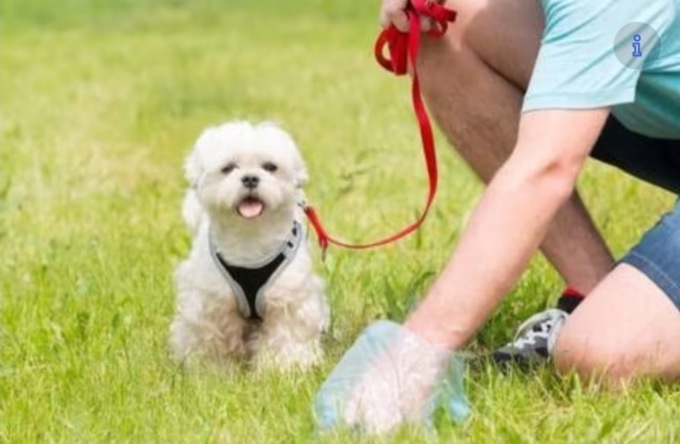 Deiezioni dei cani a Cambiago, la reprimenda del Comune ai proprietari: “Perché non le raccogliete?”
