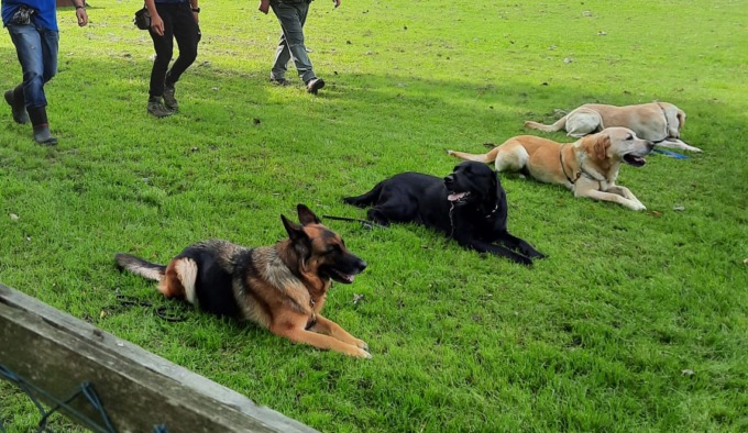 Una raccolta fondi per addestrare “Bruno”, il cane di Asia, per aiutarla a vivere