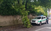 Grosso ramo precipita sulla strada a Cernusco sul Naviglio