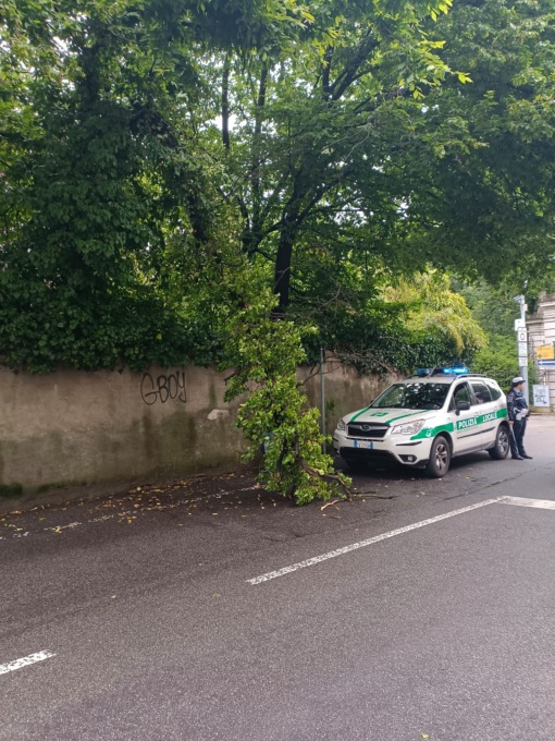 Grosso ramo precipita sulla strada a Cernusco sul Naviglio
