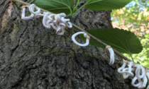 Takahashia japonica, l'insetto che colpisce il patrimonio arboreo è arrivato a Gessate