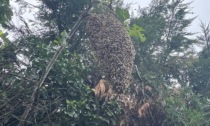 Cambiago, le impressionanti foto dello sciame d'api all'ingresso del parco del centro sportivo