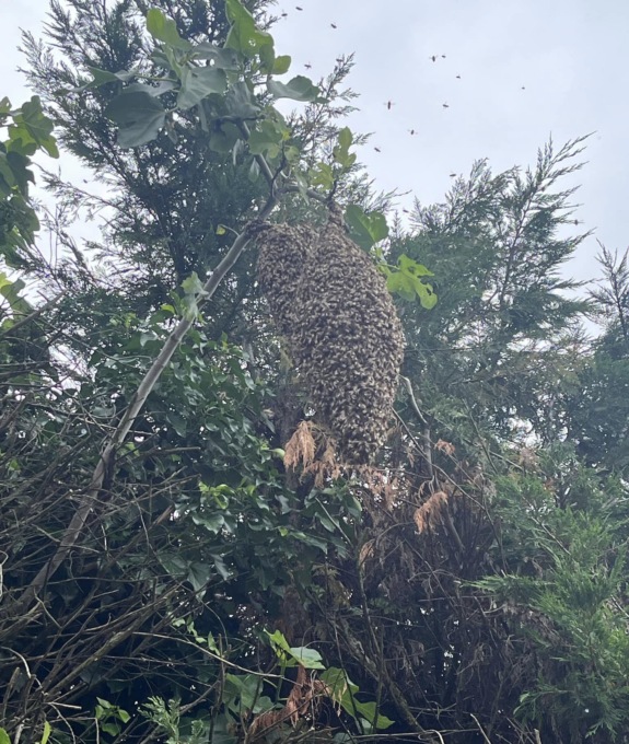 Cambiago, le impressionanti foto dello sciame d’api all’ingresso del parco del centro sportivo