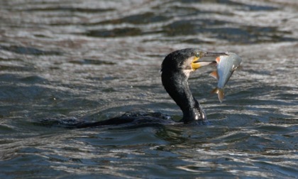 A Truccazzano pescatori in guerra con i cormorani: "Sterminano i pesci"