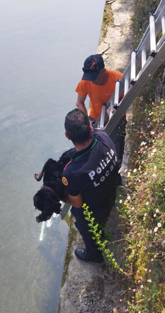 Cane cade nel Naviglio, salvato dalla Polizia di Inzago