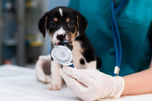 Se hai un animale domestico, questo ti interessarà molto: tutto ciò che devi sapere sulle assicurazioni per animali domestici