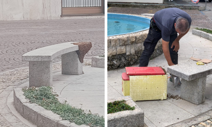 Api si riposano su una panchina a Melzo, in piazza arriva l’apicoltore