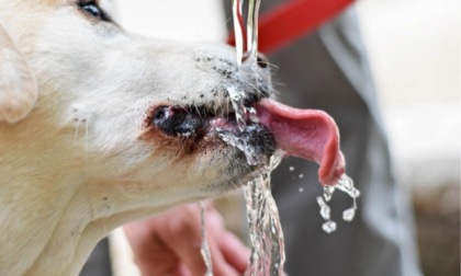 Caldo in arrivo, i consigli di Enpa per proteggere i nostri amici animali