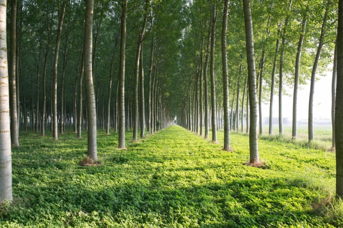 Agricoltura, da Regione due bandi per sostenere l’arboricoltura da legno