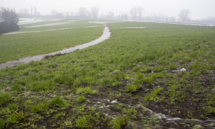 Contributi economici per mantenere le marcite nel Parco Agricolo Sud Milano