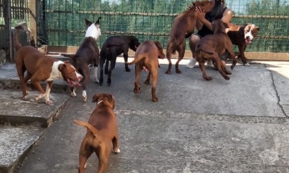 Dopo sei mesi ha riabbracciato i suoi amati cani