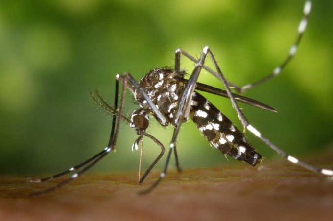 Un caso di Chikungunya a Vimodrone: programmata la disinfestazione delle zanzare