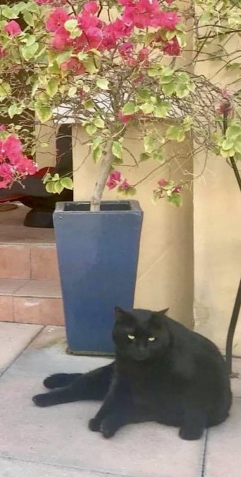 Il gatto “Scooby” era sparito: ritrovato in un pollaio grazie alla mobilitazione della comunità