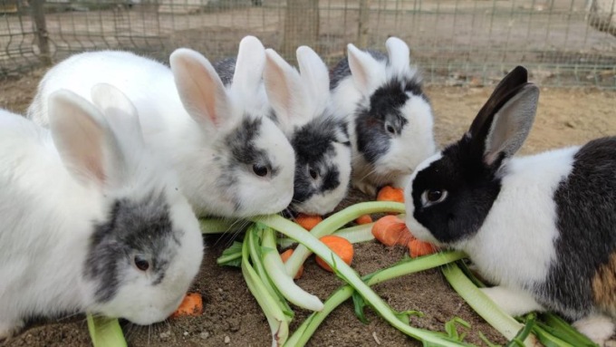 Adozioni a distanza di animali, le foto dei teneri “pelosetti” che vi aspettano