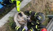 Alzaia del Naviglio Grande, video e foto del capriolo maschio salvato dai Vigili del fuoco