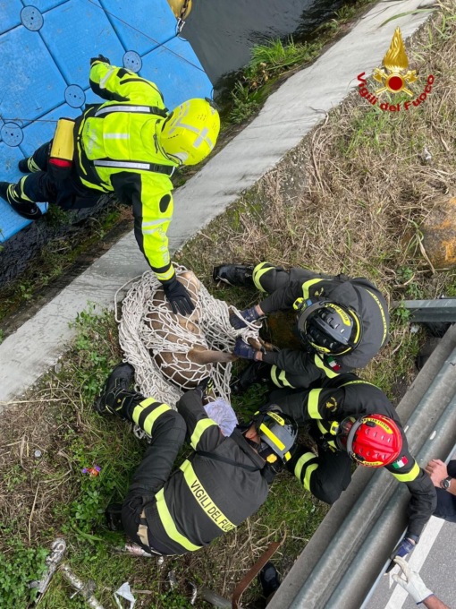 Alzaia del Naviglio Grande, video e foto del capriolo maschio salvato dai Vigili del fuoco