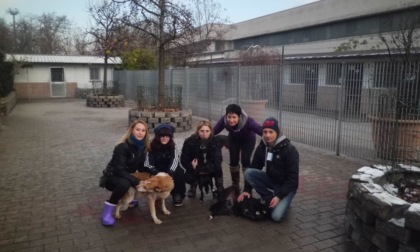 Segrate, open day del Canile Rifugio: visite guidate e incontri con l'educatrice cinofila