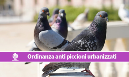 Ordinanza anti piccioni (urbanizzati) a Gorgonzola: le misure di prevenzione e contenimento