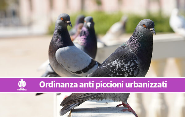 Ordinanza anti piccioni (urbanizzati) a Gorgonzola: le misure di prevenzione e contenimento