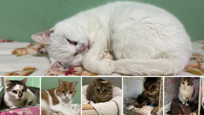 Sequestrati dodici gatti in condizioni drammatiche in una casa di Vimodrone