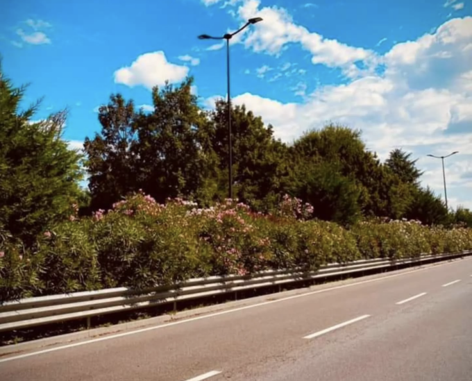 Corsie ridotte sulla Cassanese per la manutenzione stagionale degli oleandri a Segrate