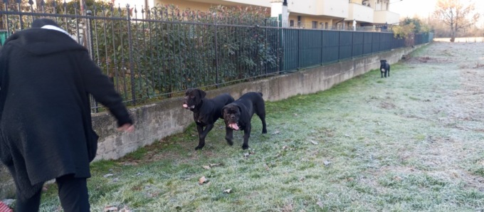 In giro da soli: uccidono un cane e ne feriscono un secondo