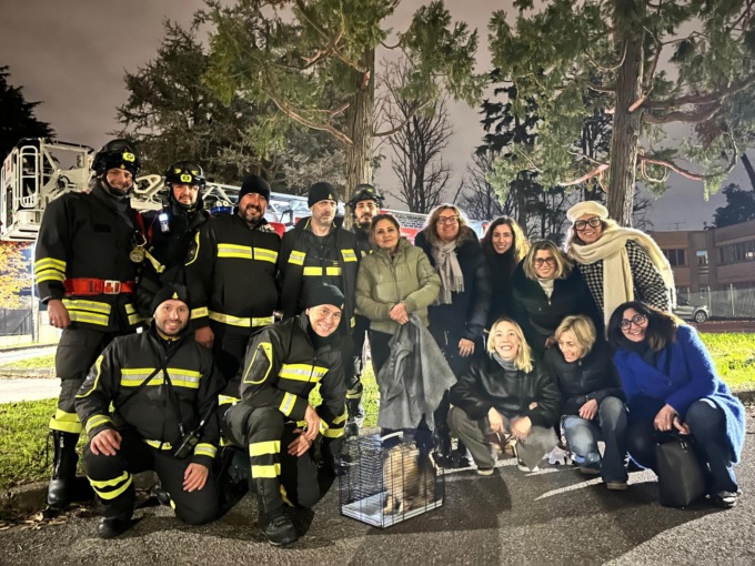 Gatta bloccata da due giorni su un albero della scuola: volontari, docenti e preside partecipano al recupero dei pompieri