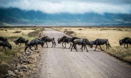 Gli 8 migliori parchi da visitare in Tanzania: guida completa