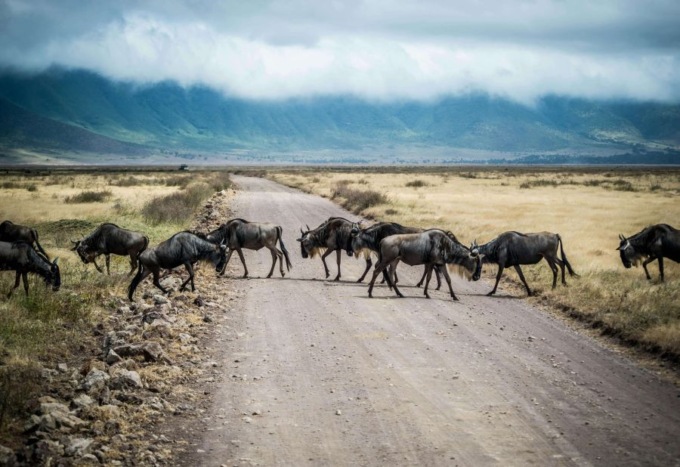 Gli 8 migliori parchi da visitare in Tanzania: guida completa