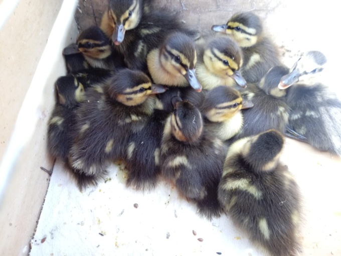 In un anno salvati 150 animali selvatici dal Nucleo ittico venatorio della Città metropolitana