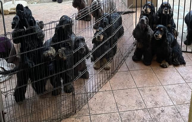 Sequestrati 40 cani in un appartamento: scatta la denuncia per maltrattamenti